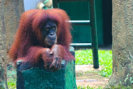 Foto de Esta es una foto de un orangután de Sumatra en el zoológico de Ragunan. El orangután de Sumatra es la especie más rara de orangután. El orangután de Sumatra vive y es endémico de Sumatra, una isla ubicada en Indonesia. - Imagen libre de derechos