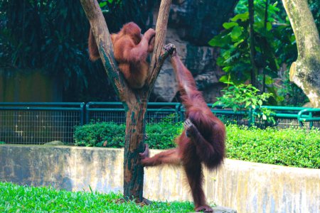 Foto de Esta es una foto de un orangután de Sumatra en el zoológico de Ragunan. El orangután de Sumatra es la especie más rara de orangután. El orangután de Sumatra vive y es endémico de Sumatra, una isla ubicada en Indonesia. - Imagen libre de derechos