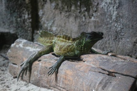 Foto de Esta es una foto de una iguana de color verde amarillento en un zoológico. Este zoológico está en Ragunan. - Imagen libre de derechos