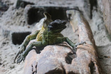 Foto de Esta es una foto de una iguana de color verde amarillento en un zoológico. Este zoológico está en Ragunan. - Imagen libre de derechos