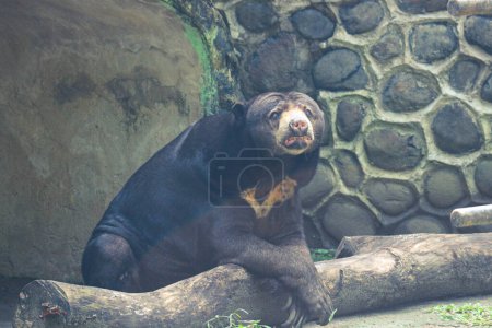 Photo for A sun bear that is in the zoo in Jakarta. The scientific name of this animal is Helarctos malayanus, the sun bear is the smallest type of bear among other bears. - Royalty Free Image