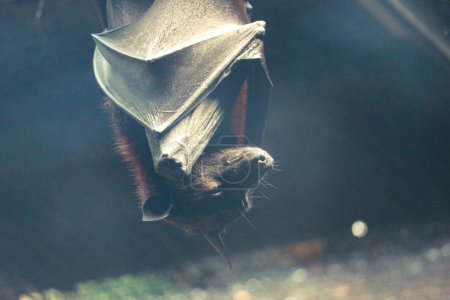 Bats that sleep during the day are perched upside down. Bats can sleep upside down for 15 to 20 hours. This bat is in the zoo in Jakarta.