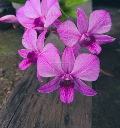 Téléchargez les photos : Dendrobium bigibbum est une orchidée épiphyte ou lithophyte de la famille des Orchidaceae. Il a des pseudobulbes cylindriques, généralement des fleurs lilas-pourpres. - en image libre de droit