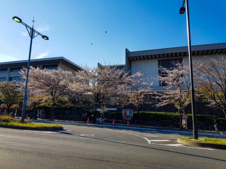 Téléchargez les photos : Tokyo, Japon en avril 2019. Vue de la rue en avril près de Kitahanebashi-mon ou Kitahanebashi gate, Edo Castle, Tokyo Japon. Là où certaines fleurs de cerisier blanc sont encore en fleurs même si elles ont commencé à tomber. - en image libre de droit