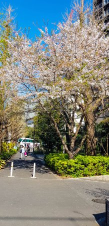 Foto de Tokio, Japón en abril de 2019. Street view in April near Kitahanebashi-mon or Kitahanebashi gate, Edo Castle, Tokyo Japan. Donde algunas de las flores de cerezo blanco todavía están en flor a pesar de que han comenzado a caer. - Imagen libre de derechos