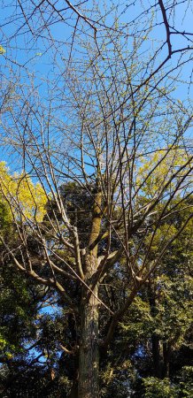 Foto de Tokio, Japón en abril de 2019. Street view in April near Kitahanebashi-mon or Kitahanebashi gate, Edo Castle, Tokyo Japan. Donde algunas de las flores de cerezo blanco todavía están en flor a pesar de que han comenzado a caer. - Imagen libre de derechos