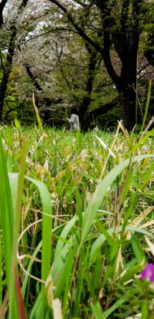 Téléchargez les photos : Tokyo, Japon en avril 2019. Touristes profitant du parc national de Tokyo. Le jardin national de Shinjuku Gyoen est un grand parc situé dans les régions de Shinjuku et Shibuya à Tokyo, au Japon. A l'origine, ce jardin était la résidence de la famille Naito à l'époque d'Edo - en image libre de droit
