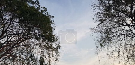 Photo for Trees with very lush leaves and twigs with blue sky and white clouds in the background. The atmosphere in the late afternoon. - Royalty Free Image