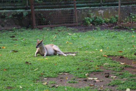 Photo for The Ground Kangaroo, The Agile Wallaby, Macropus agilis also known as the sand wallaby, is a species of wallaby found in northern Australia, New Guinea and New Guinea. This is the most common wallaby - Royalty Free Image