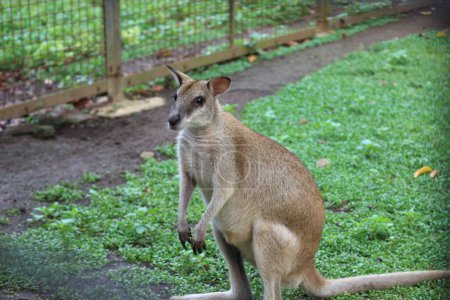 Foto de Macropus agilis, también conocido como el wallaby de arena, es una especie de wallaby que se encuentra en el norte de Australia, Nueva Guinea y Nueva Guinea. Este es el wallaby más común - Imagen libre de derechos