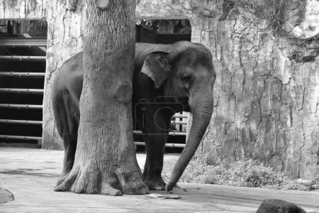 Téléchargez les photos : Photo de l'éléphant de Sumatra (Elephas maximus sumatranus) dans le parc animalier ou le zoo. Cet éléphant est une sous-espèce de l'éléphant d'Asie qui ne vit que sur l'île de Sumatra. - en image libre de droit