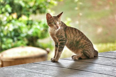 Téléchargez les photos : Photo Bokeh d'un chat sauvage debout, ce chat a des rayures brunes, blanches et noires. - en image libre de droit