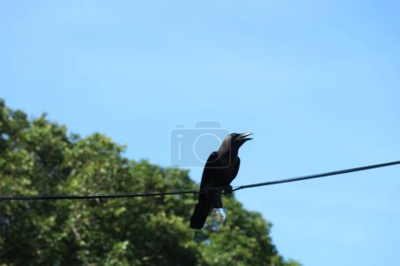 Foto de Un cuervo negro en el Dataran Putra Jaya, Malasia. En este lugar muchos cuervos vuelan. - Imagen libre de derechos