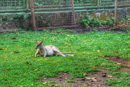 Foto de Macropus agilis, también conocido como el wallaby de arena, es una especie de wallaby que se encuentra en el norte de Australia, Nueva Guinea y Nueva Guinea. Este es el wallaby más común - Imagen libre de derechos