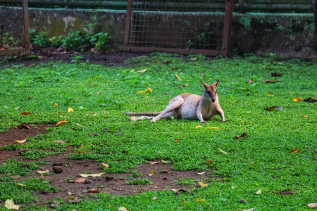 Photo for The Ground Kangaroo, The Agile Wallaby, Macropus agilis also known as the sand wallaby, is a species of wallaby found in northern Australia, New Guinea and New Guinea. This is the most common wallaby - Royalty Free Image