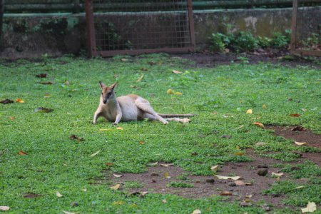 The Ground Kangaroo, The Agile Wallaby, Macropus agilis also known as the sand wallaby, is a species of wallaby found in northern Australia, New Guinea and New Guinea. This is the most common wallaby
