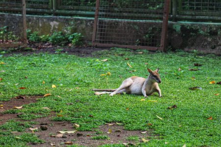 The Ground Kangaroo, The Agile Wallaby, Macropus agilis also known as the sand wallaby, is a species of wallaby found in northern Australia, New Guinea and New Guinea. This is the most common wallaby