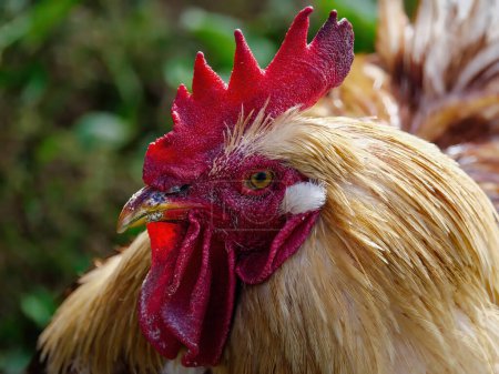 Photo for Rooster glancing sideways  at camera on a sunny day - Royalty Free Image