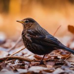 close up of common outdoor blackbird