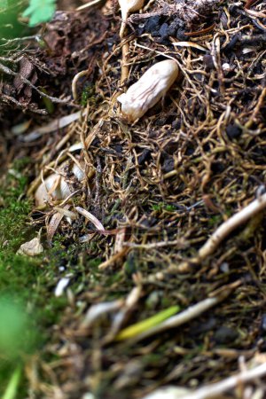 Foto de Bulbo entre raíces de Asparagus sprengeri es un género de plantas con flores perteneciente a la familia Asparagaceae.. - Imagen libre de derechos