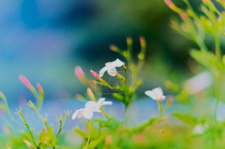 Photo for Out of focus background of jasmine with mostly blue and green tones - Royalty Free Image