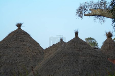 Téléchargez les photos : Détail du toit de certaines cabanes africaines à côté de la branche d'un baobab. - en image libre de droit