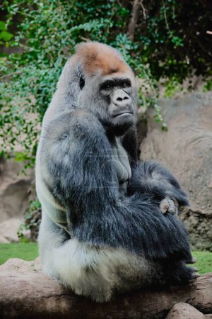 Foto de Gorila sentado tranquilamente en un tronco mirando a la cámara con un fondo de vegetación. - Imagen libre de derechos