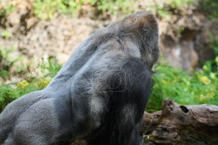 Foto de CerrarPrimer plano de un gorila plateado junto a un tronco caído. y un fondo borroso de un gorila plateado junto a un tronco caído. y un fondo borroso - Imagen libre de derechos