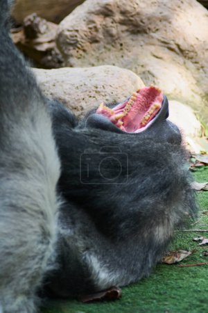 Foto de Primer plano de un gorila plateado estirado sobre la hierba y bostezando sobre un fondo de rocas fuera de foco. - Imagen libre de derechos