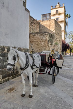 Photo for Jerez white horse from a horse-drawn carriage in Jerez de la Frontera, Andalusia, Spain - Royalty Free Image