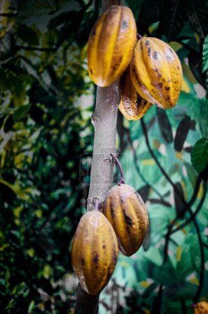 Yellow and brown cocoa fruits hanging from a tree, ready for harvest, surrounded by green leaves.