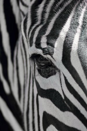 Nahaufnahme des Auges eines Zebras mit seinen charakteristischen schwarz-weißen Farben
