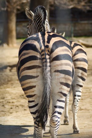 Detailed image of a zebra facing away from behind her mate showing her unique stripe patterns, captured in a sunny natural setting.