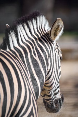 This image captures the intricate and fascinating black and white striped pattern of a zebra's head in close-up detail, showing the craftsmanship of nature and the serene beauty of the animal.