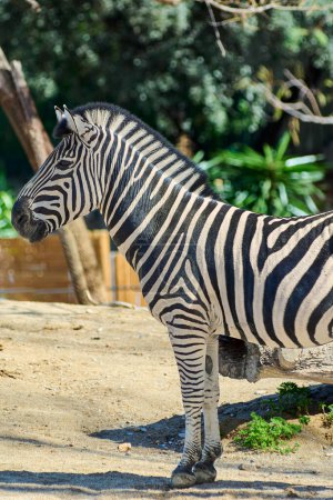 Majestic zebra with distinct black and white stripes standing in sandy terrain surrounded by greenery