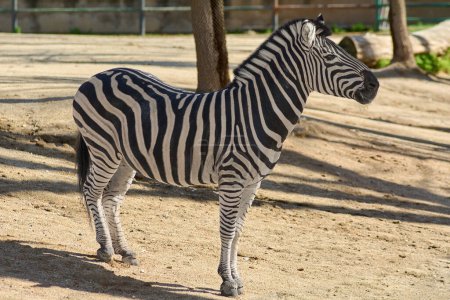Ein majestätisches Zebra mit klar definierten schwarzen und weißen Streifen, das auf dem sandigen Boden steht und sich unter einem Baum vor der Sonne schützt.