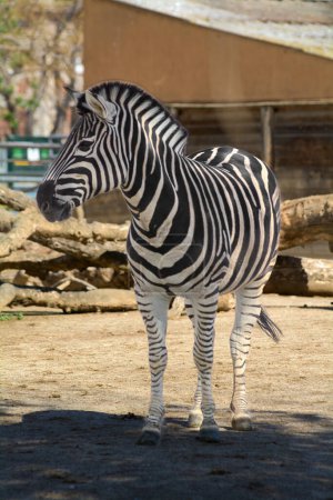A majestic zebra poses elegantly, displaying her iconic black and white stripes, in a sunny natural controlled environment.