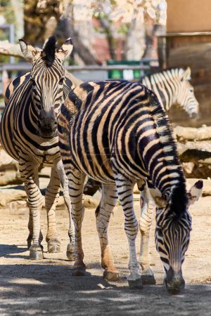 Majestic zebras grazing on dry land, their distinctive black and white stripes catching the sunlight