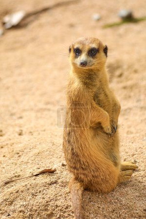Solitary Meerkat with an attentive gaze, perched on the sand in its natural habitat.