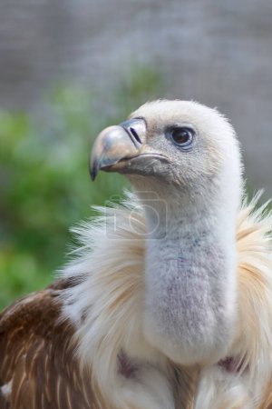 Imposing vulture in its natural environment, highlighting its penetrating gaze and detailed plumage with an out-of-focus background.
