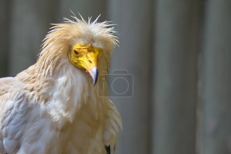 Image of an Egyptian Vulture, highlighting its white plumage and penetrating gaze, in its natural environment.