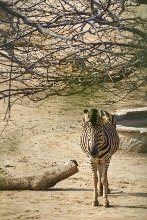 A majestic zebra with well-defined black and white stripes, standing on the sandy ground protecting itself from the sun under a tree.