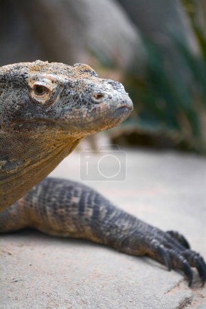 Dragon Komodo détendu, montrant sa peau rugueuse et squameuse, perché sur un rocher avec de la végétation en arrière-plan.