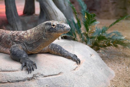 Dragón Komodo relajado, mostrando su piel áspera y escamosa, encaramado en una roca con vegetación en el fondo.