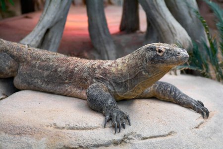 Dragon Komodo détendu, montrant sa peau rugueuse et squameuse, perché sur un rocher avec de la végétation en arrière-plan.