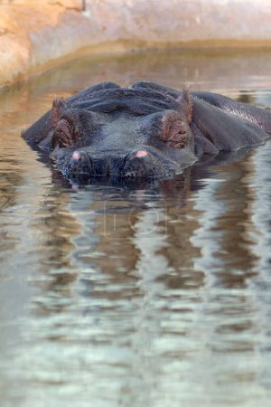 An adult hippopotamus partially emerges from the water, showing its ears, eyes and nose.