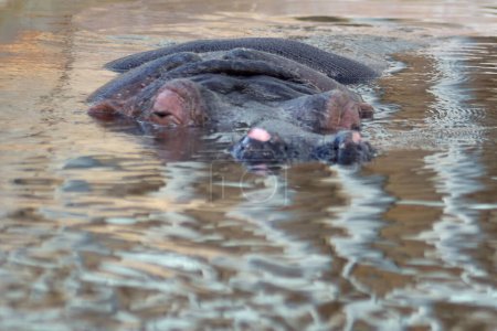 An adult hippopotamus partially emerges from the water, showing its ears, eyes and nose.