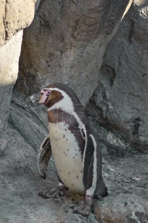 Humboldt pingüino se posa majestuosamente sobre una roca, con un fondo de piedra.