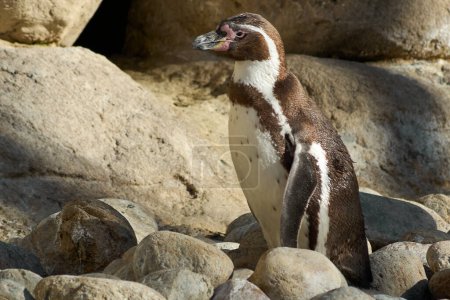 Humboldt penguin perches majestically on a rock, with a stone bottom.