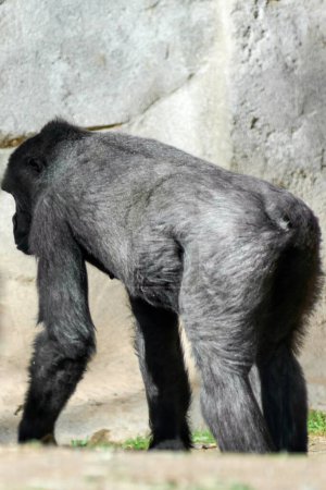 Gorilla entspannt in natürlicher Umgebung und zeigt seinen kräftigen Körperbau im Sonnenlicht.